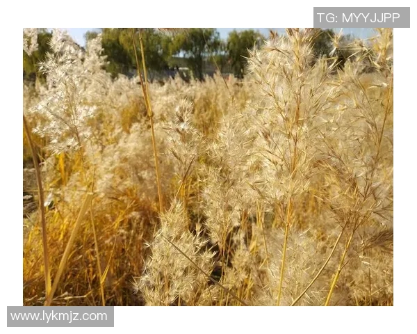 与吴娜畅谈乒乓球生涯的点滴回忆与未来展望 与吴娜畅谈乒乓球生涯的点滴回忆与未来展望